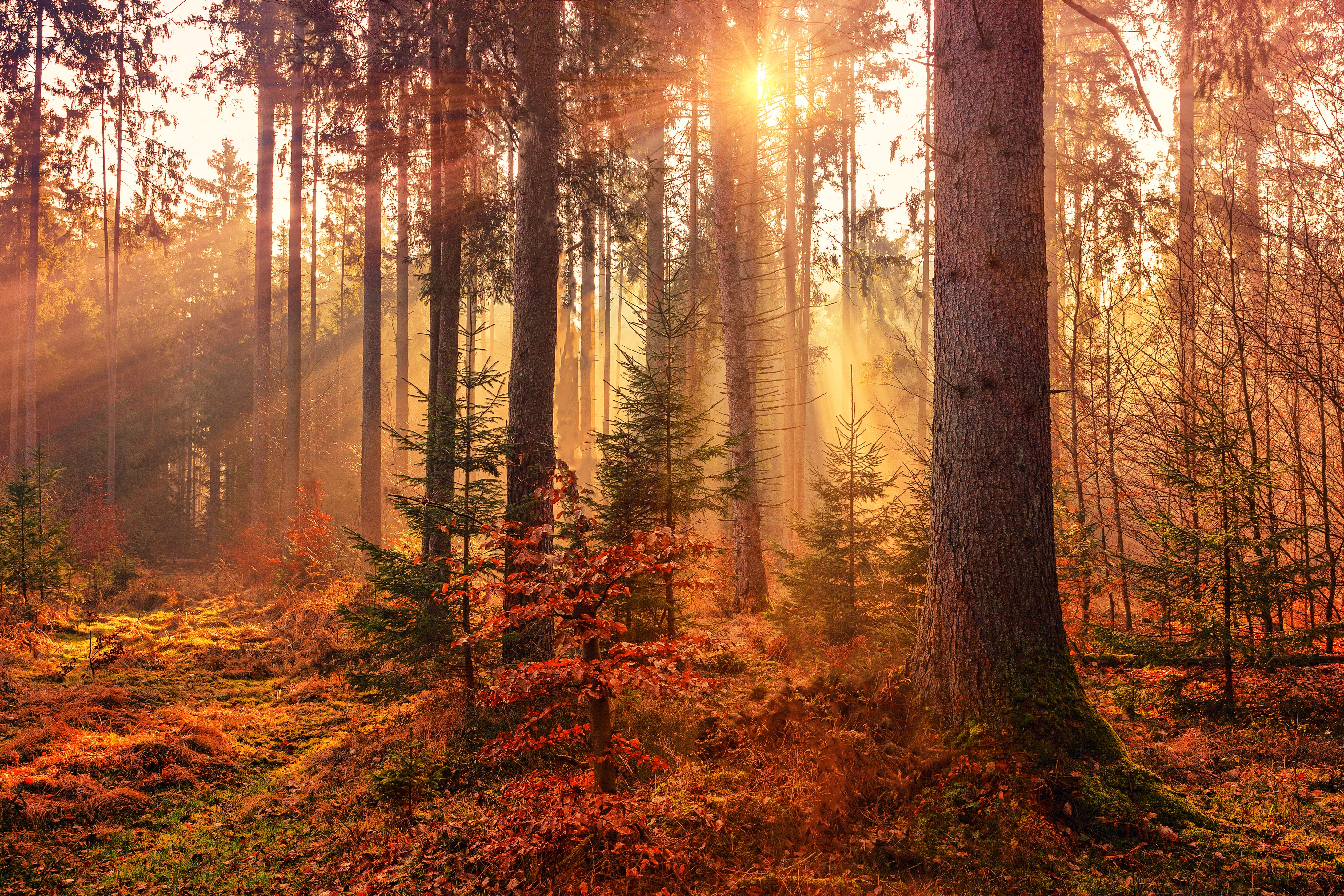 autumn forest